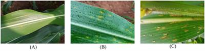 Efficient and accurate identification of maize rust disease using deep learning model